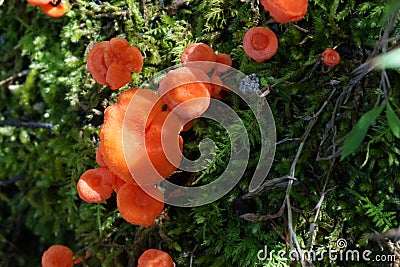 Orange mushrooms on a green moss background Stock Photo