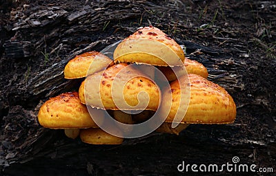 Orange Mushrooms Stock Photo