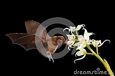 Orange nectar bat, Lonchophylla robusta, flying bat in dark night. Nocturnal animal in flight with white orchid flower. Wildlife Stock Photo