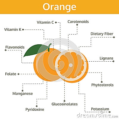 Orange nutrient of facts and health benefits, info graphic fruit Vector Illustration