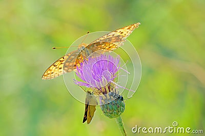 Orange nymphalidae butterfly Stock Photo