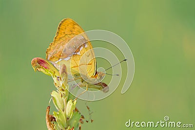 Orange nymphalidae butterfly Stock Photo