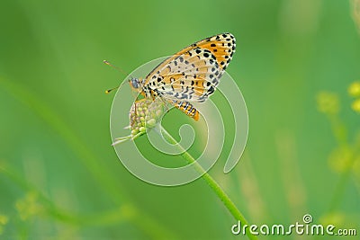 Orange nymphalidae butterfly Stock Photo