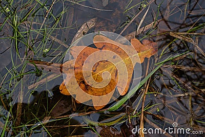Orange oak leaf in water in autumn, Slovakia Stock Photo