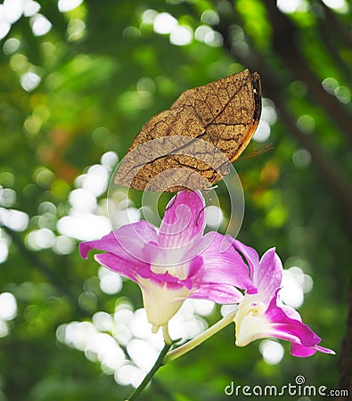 Orange oakleaf butterfly on pink orchid Stock Photo