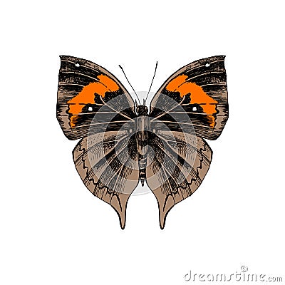 Orange oakleaf or dead leaf - Kallima inachus - butterfly Vector Illustration