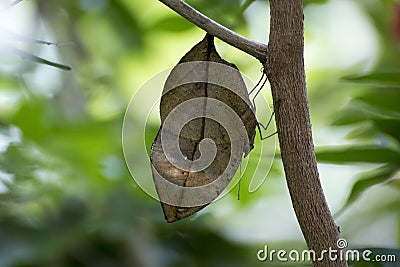 Orange oakleaf mimetic butterfly Stock Photo