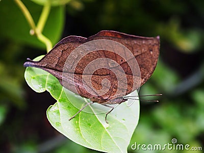 Orange oakleaf butterfly Stock Photo