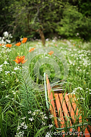 Orange old bench in a wild garden with lilies, wild carrot flowers Stock Photo