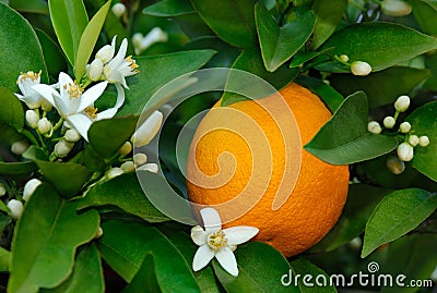 Orange and orange blossom Stock Photo