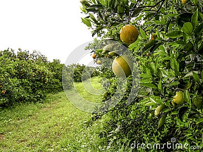 Orange orchard Stock Photo