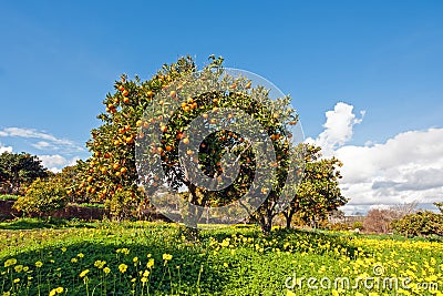 Orange orchard in spring in Portugal Stock Photo