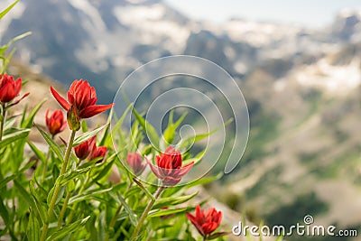 Orange Paintbrush Flowers with Blurry Teton Mountains Stock Photo