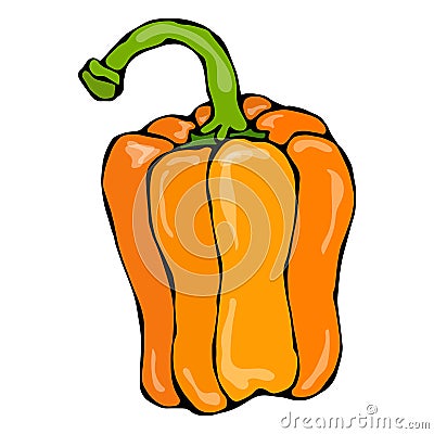 Orange Paprika, Bell Pepper or Sweet Bulgarian Pepper . Isolated On a White Background. Realistic and Doodle Style Hand Vector Illustration