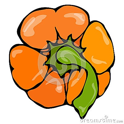 Orange Paprika, Bell Pepper or Sweet Bulgarian Pepper Top View. Isolated On a White Background. Realistic and Doodle Vector Illustration