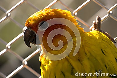 Orange Parakeet small colourful birds with loud squawk's and voices kept has pets Stock Photo