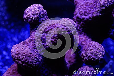 Orange Pavona Hard Coral Stock Photo