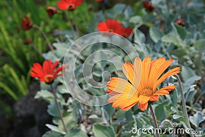 Orange petals Stock Photo