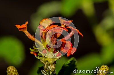 Orange Petals of a Single Lantana Flower Stock Photo