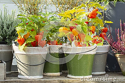 Orange Physalis with green leaves in ceramic pots. Beautiful bright farm plants Physalis red pepper, Mexican tomato Stock Photo