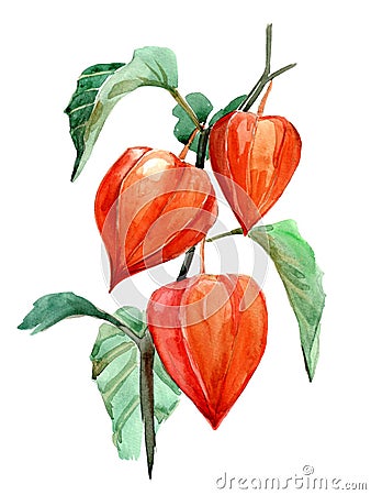 Orange physalis watercolor sketch. Autumn illustration on white backgound Cartoon Illustration