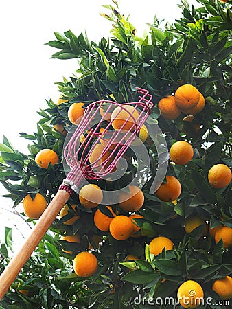 Orange picker Stock Photo