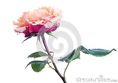 Orange and pink color rose isolated on white Stock Photo