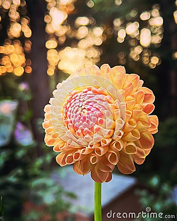 Orange and pink Pink Dahlia flower in a garden at sunset Stock Photo