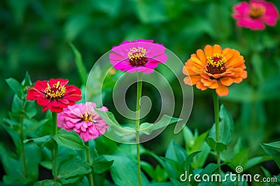 Orange, pink and red zinnia flower growing in the garden Stock Photo