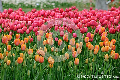 Orange and Pink Tulips Stock Photo