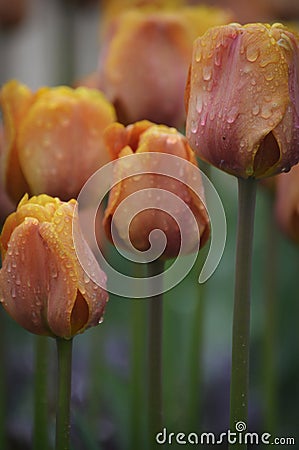 Orange and Pink Tulips Stock Photo