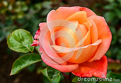 Orange-Pinkish rose flowers in spring Stock Photo
