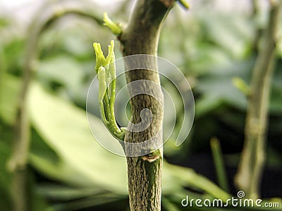 Orange plant Stock Photo