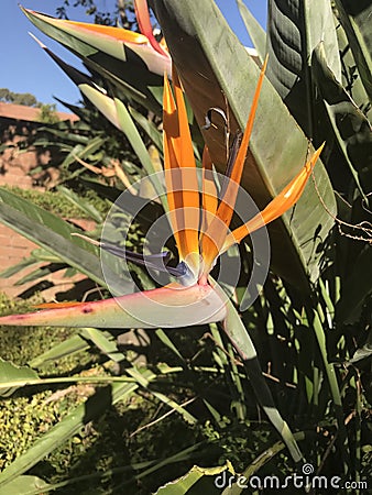 Orange plant Stock Photo