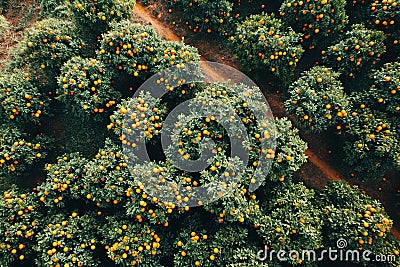 Orange plantation trees. Aerial shot from above Stock Photo