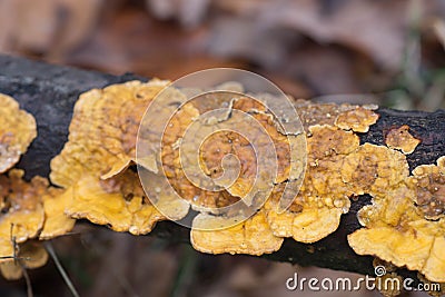 Orangev polypore fungus on tree macro Stock Photo