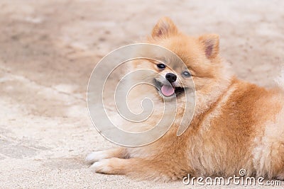 Orange pomeranian smile sitting at outdoor. Stock Photo