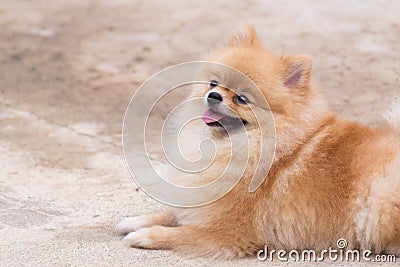 Orange pomeranian smile sitting at outdoor. Stock Photo