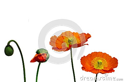 Orange poppy Stock Photo