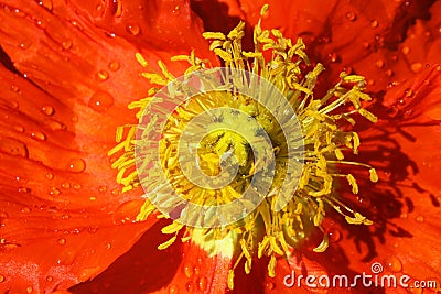 Orange Poppy Flower Stock Photo