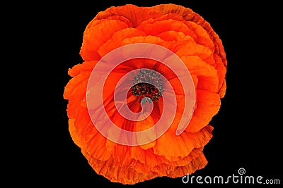 Orange poppy flower. Poppies are herbaceous plants, Stock Photo