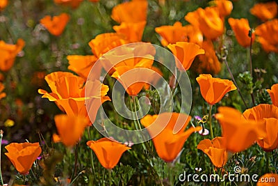 Orange poppy flowers Stock Photo