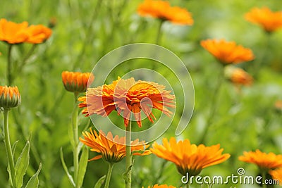 Orange pot marigold bloosom - Calendula officinalis field Stock Photo