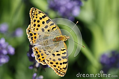 An orange pretty butterfly, Argynnis paphia, sitting on lavender blossoms Stock Photo