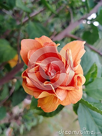 Orange pretty flower , i love it so much Stock Photo