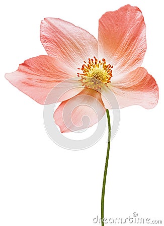 Orange primrose flower on a white isolated background with clipping path. Flowers on a stem. Close-up. For design. Stock Photo