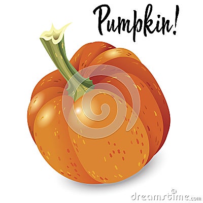 Orange pumpkin isolated on white background. Vector Illustration Stock Photo