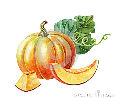 Orange pumpkin. Watercolor illustration on white background. Autumn harvest. Fresh vegetarian food. Cartoon Illustration