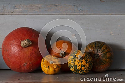 Pumpkins and gourd plants Stock Photo