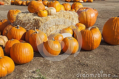 Orange Pumpkins and Hay in Rustic Fall Setting Stock Photo